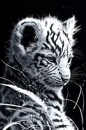 Midjourney generated image using SREF code Nebulous Threads: A black and white photo of a baby tiger cub.