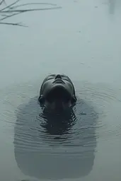 Midjourney generated image using SREF code Whispering Dusk: A man floating in a body of water with his head above the water.