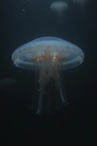 Midjourney generated image using SREF code Whispering Dusk: A group of jellyfish floating in the dark water.