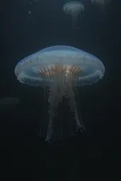 Midjourney generated image using SREF code Whispering Dusk: A group of jellyfish floating in the dark water.