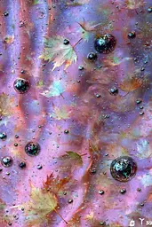 Midjourney generated image using SREF code Iridescent Cosmos: A close up of water droplets on a purple surface.