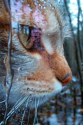 Midjourney generated image using SREF code Iridescent Cosmos: A close up of a cat's face in the rain.