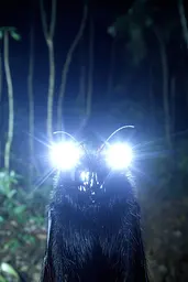 Midjourney generated image using SREF code Haloed Spectres: A close up of a bat with glowing eyes in the dark.