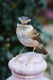 Midjourney generated image using SREF code Whisker Silks: A small bird sitting on top of a pink post.