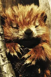 Midjourney generated image using SREF code Coalpaper: A baby beaver sleeping on top of a tree branch.