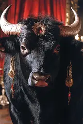 Midjourney generated image using SREF code Obscuralume: A black bull with horns and a red curtain in the background.