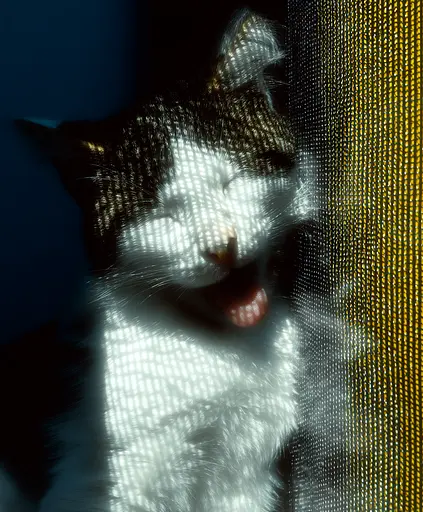 Midjourney generated image using SREF code , , : A black and white cat sticking its tongue out.