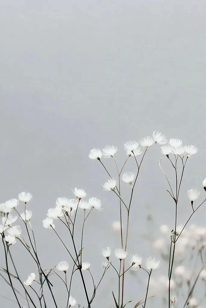 Midjourney generated image using SREF code Ethereal Essence: A bunch of white flowers that are in the grass.