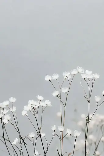 Midjourney generated image using SREF code Ethereal Essence: A bunch of white flowers that are in the grass.