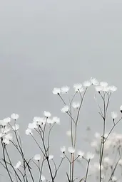 Midjourney generated image using SREF code Ethereal Essence: A bunch of white flowers that are in the grass.