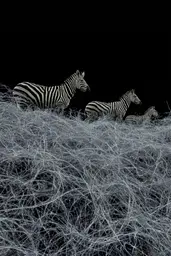 Midjourney generated image using SREF code Squelchloom: A group of zebras standing on top of a grass covered field.