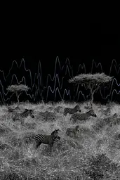 Midjourney generated image using SREF code Squelchloom: A herd of zebras walking across a grass covered field.