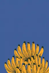 Midjourney generated image using SREF code Cheesequake: A bunch of bananas sitting on top of each other.