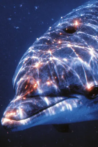 Midjourney generated image using SREF code Phosplasm: A close up of a dolphin's face in the ocean.