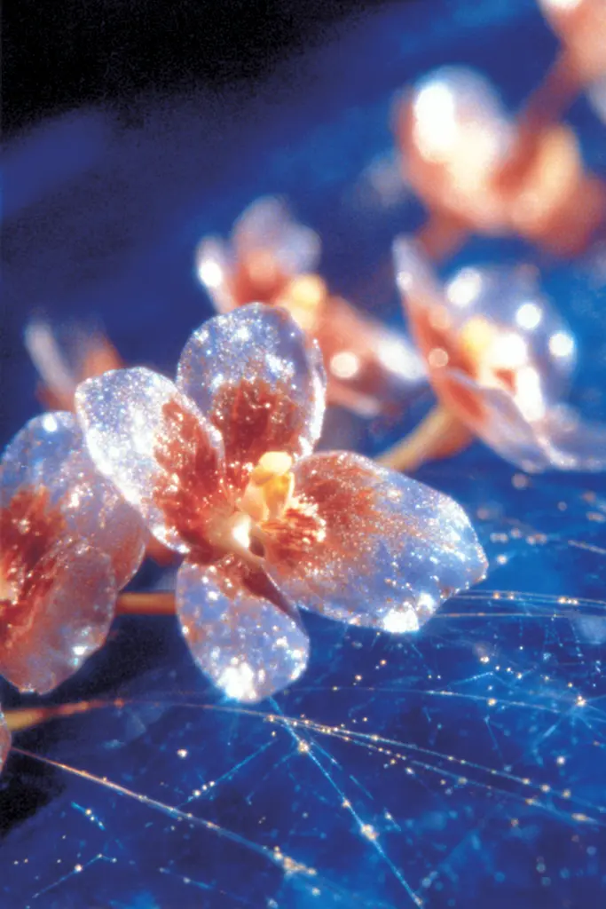 Midjourney generated image using SREF code Phosplasm: A close up of a flower on a blue surface.