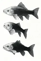 Midjourney generated image using SREF code Cosmic Contours: A black and white drawing of three fish.