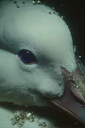 Midjourney generated image using SREF code Nebuloom: A close up of a white duck with blue eyes.