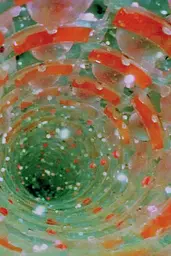 Midjourney generated image using SREF code Chromoshred: A painting of a green and orange spiral design.