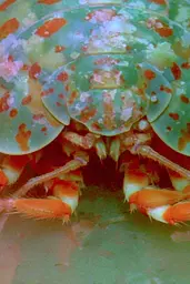 Midjourney generated image using SREF code Chromoshred: A close up of a hermit crab on a leaf.