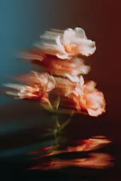 Midjourney generated image using SREF code Blurloom: A close up of a flower with a blurry background.