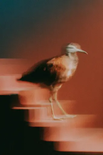 Midjourney generated image using SREF code Blurloom: A bird standing on top of a set of stairs.