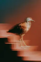 Midjourney generated image using SREF code Blurloom: A bird standing on top of a set of stairs.
