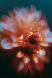 Midjourney generated image using SREF code Blurloom: A close up of a flower on a black background.