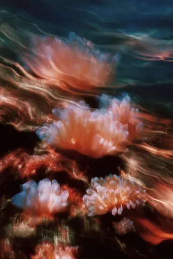 Midjourney generated image using SREF code Blurloom: Anemones floating in the ocean on a sunny day.