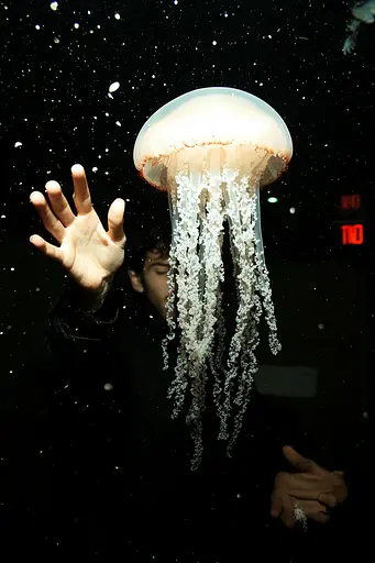 Midjourney generated image using SREF code Rebel Abyss: A person reaching for a jellyfish in an aquarium.