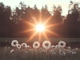 Midjourney generated image using SREF code Silent Gestures: A field of daisies with the sun setting in the background.