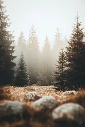 Midjourney generated image using SREF code Silent Gestures: A foggy forest with trees and rocks in the foreground.