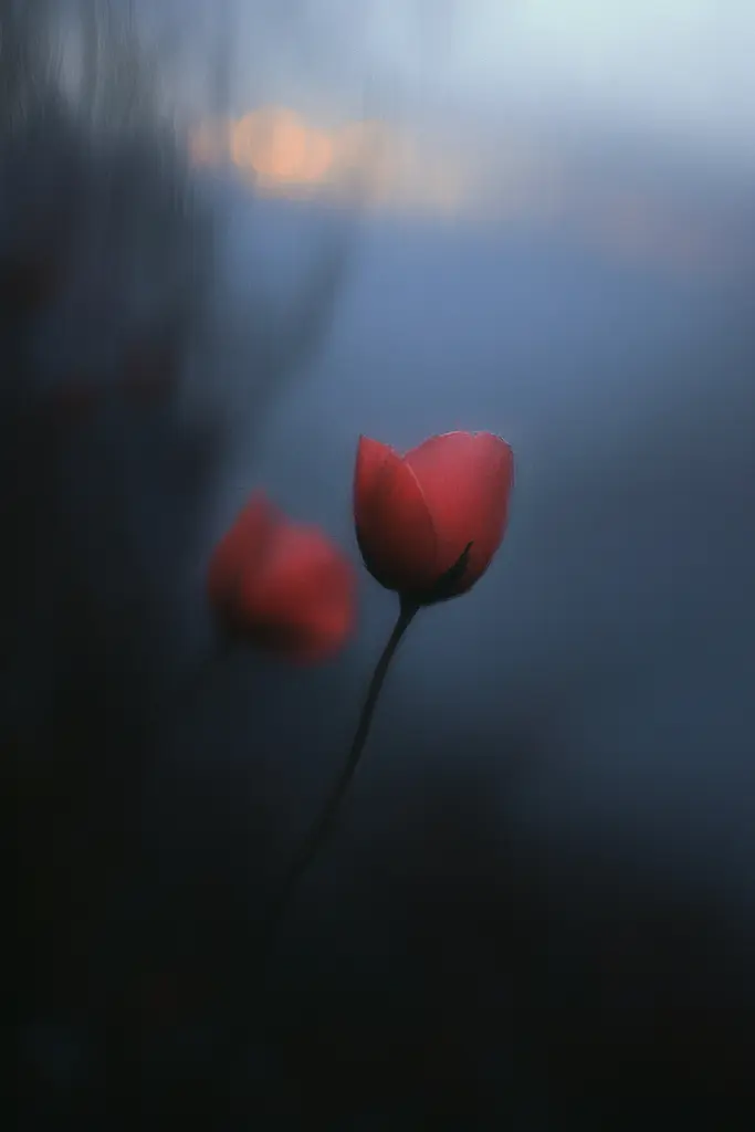 Midjourney generated image using SREF code Midnight Memoirs: A single red flower in the middle of a foggy field.