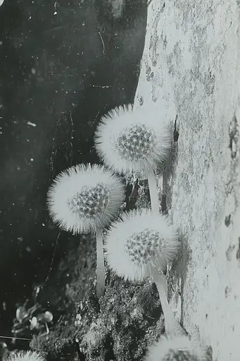 Midjourney generated image using SREF code Ethereal Dusk: A black and white photo of a bunch of flowers growing out of a rock.