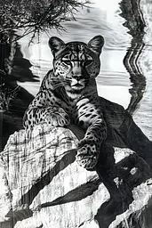 Midjourney generated image using SREF code Surreal Reflections: A black and white photo of a leopard sitting on a rock.