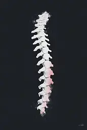 Midjourney generated image using SREF code Somatic Slivers: A black and white painting of a spine on a black background.