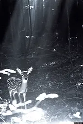 Midjourney generated image using SREF code Tonal Tales: A fawn standing in the woods at night. 