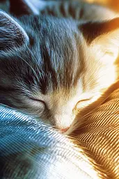 Midjourney generated image using SREF code Chrome Lilt: A small kitten sleeping on top of a couch.