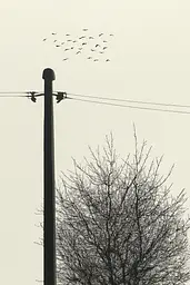 Midjourney generated image using SREF code Spectral Anatomy: A flock of birds flying over a telephone pole.