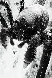 Midjourney generated image using SREF code Monochrome Shards: A black and white photo of a spider on a web.