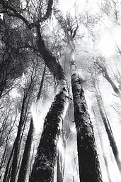 Midjourney generated image using SREF code Monochrome Shards: A black and white photo of tall trees in a forest.