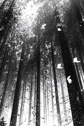 Midjourney generated image using SREF code Monochrome Shards: A black and white photo of a forest with birds flying in the air.