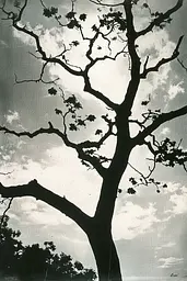 Midjourney generated image using SREF code Gritty Dissonance: A black and white photo of a tree with no leaves.